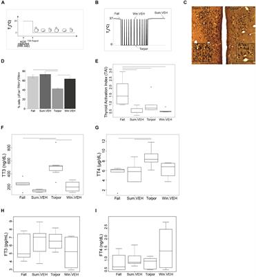 The Raphe Pallidus and the Hypothalamic-Pituitary-Thyroid Axis Gate Seasonal Changes in Thermoregulation in the Hibernating Arctic Ground Squirrel (Urocitellus parryii)